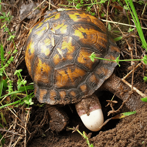 How Turtle Lay Eggs