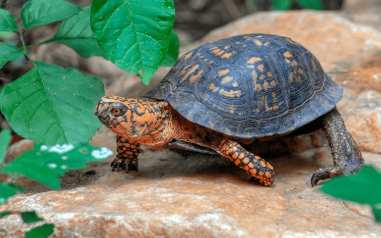 how-do-turtles-have-babies-and-their-reproductive-system