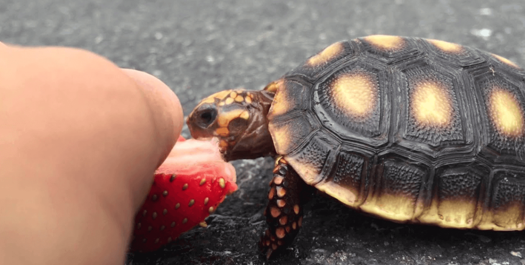  Cuánto Tiempo Puede Vivir una tortuga Sin Comida