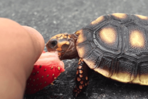 How Long Can Painted Turtles Go Without Food