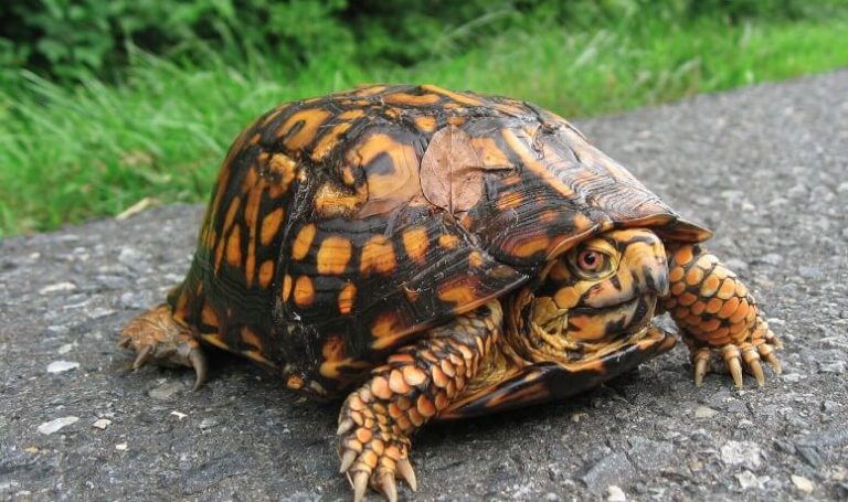 Do Box Turtles Bite - You Might Know About Box Turtles?