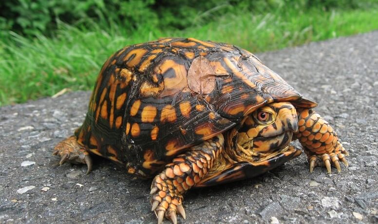 Do Box Turtles Bite