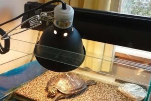 How Long can Turtles live without a heat lamp