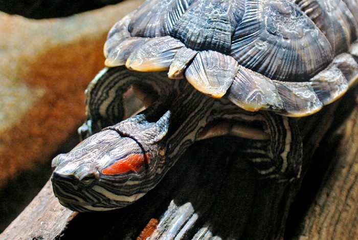 How big do red eared sliders get? 1