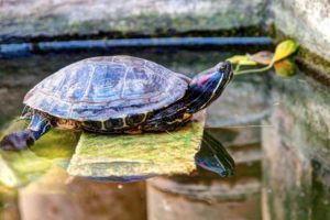 Do Red Eared Sliders Need light at night