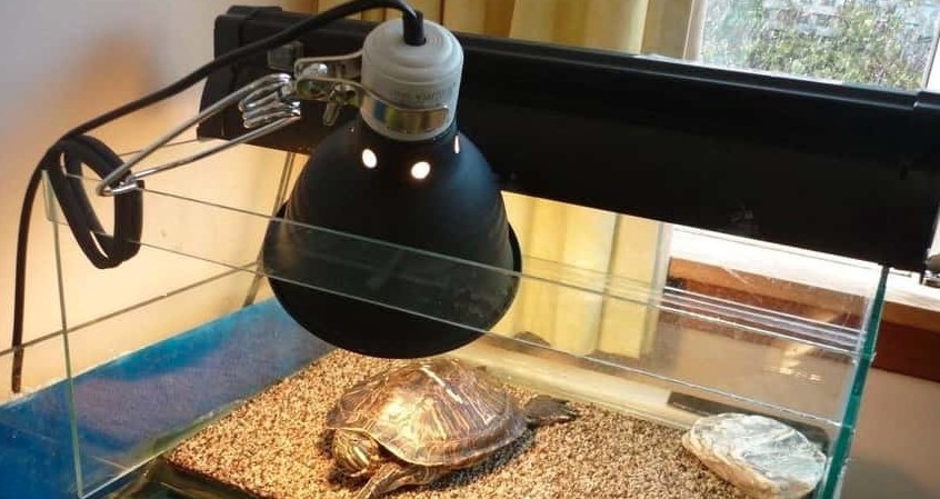 How Long Can Turtles Live Without A Heat Lamp?