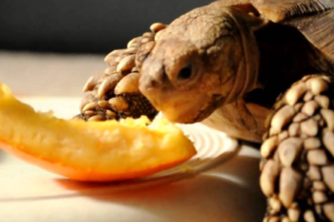 Can Box Turtles Eat Oranges