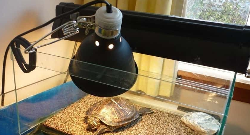 Can I use a regular light bulb for my turtle