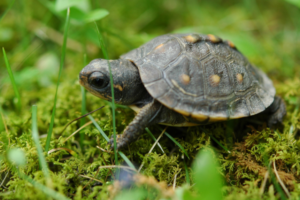 Can You Overfeed a Turtle