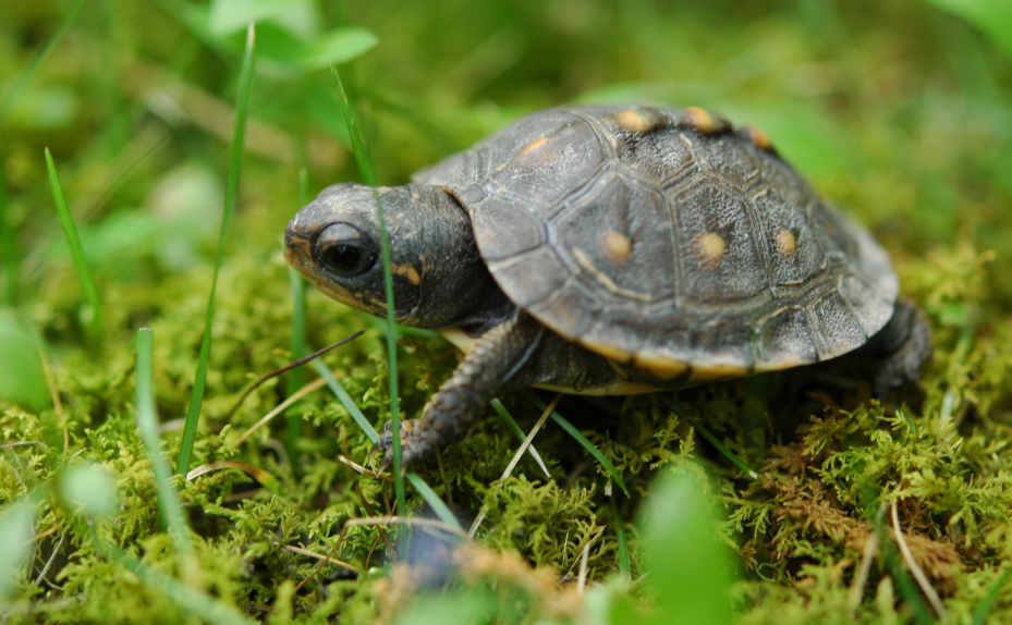 Can You Overfeed a Turtle