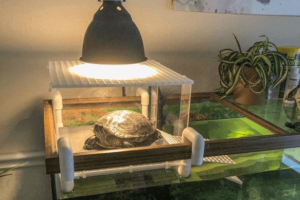 Do turtles need a heat lamp at night