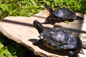 How to Make a Floating Turtle Dock