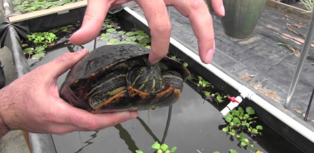 Painted Turtle vs Red Eared Slider