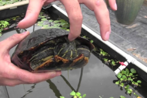 Painted Turtle vs Red Eared Slider 1