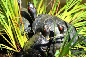 What Do Baby Red Eared Slider Turtles Eat 2