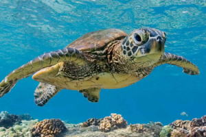 How Long Can Sea Turtles Hold Their Breath