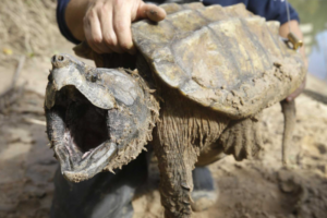 How big do snapping turtles get