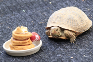 How Many Pellets to Feed a Baby Turtle 1