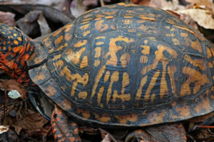 How to Tell the Age of a Box Turtle