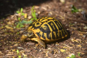 Types of Turtles That Make Great Pets