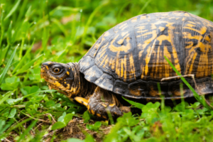 What Do Box Turtles Eat