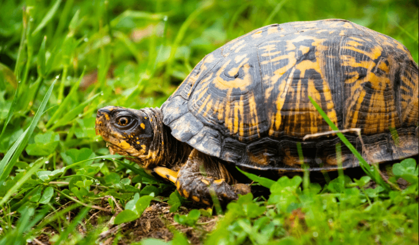 What Do Box Turtles Eat