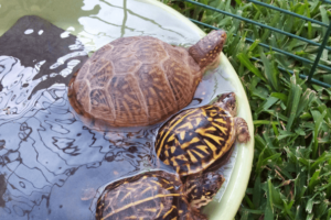 Can Box Turtles Swim?