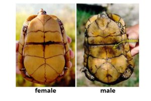 How Can You Tell if a Turtle is Male or Female