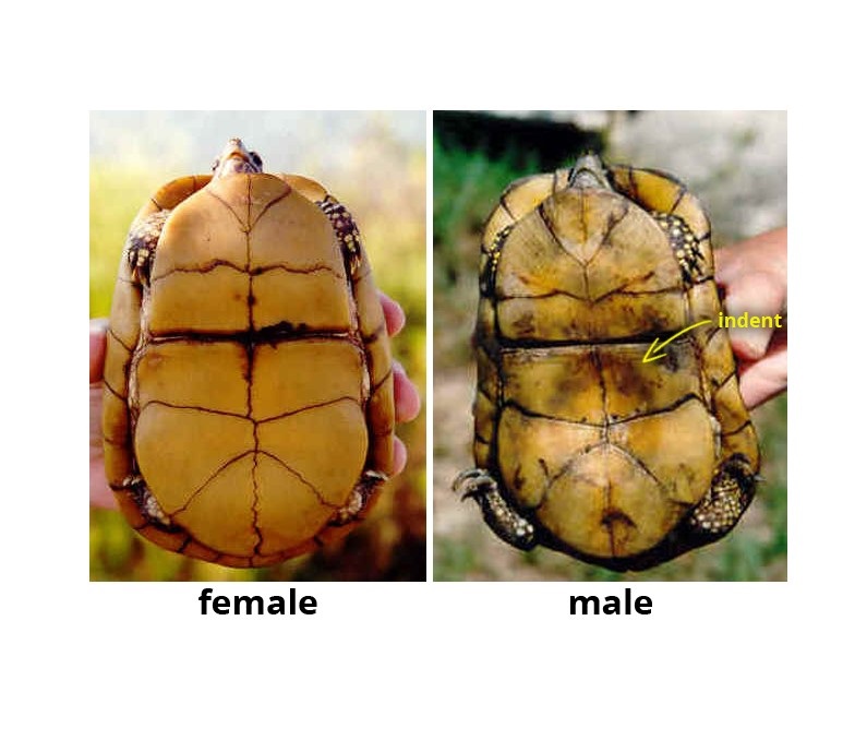 How Can You Tell if a Turtle is Male or Female?