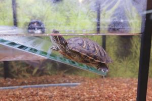 How Much are Turtles at Pets Mart