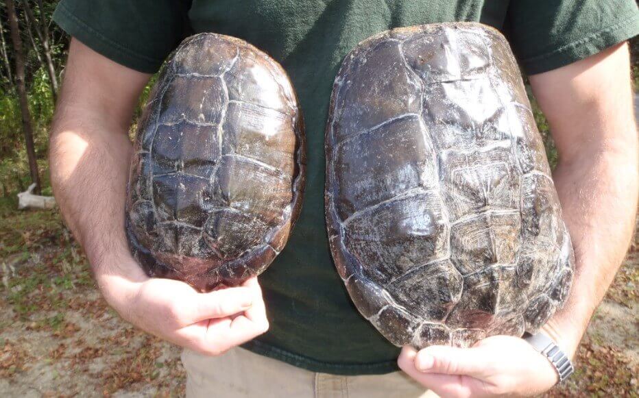 how-to-preserve-a-turtle-shell