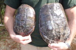 How to Preserve a Turtle or Tortoise Shell