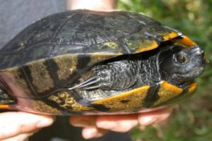 How to determine yellow bellied slider male or female