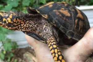 Is my box turtle male or female?