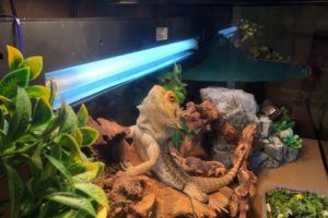 What Are Reptile UV Lights