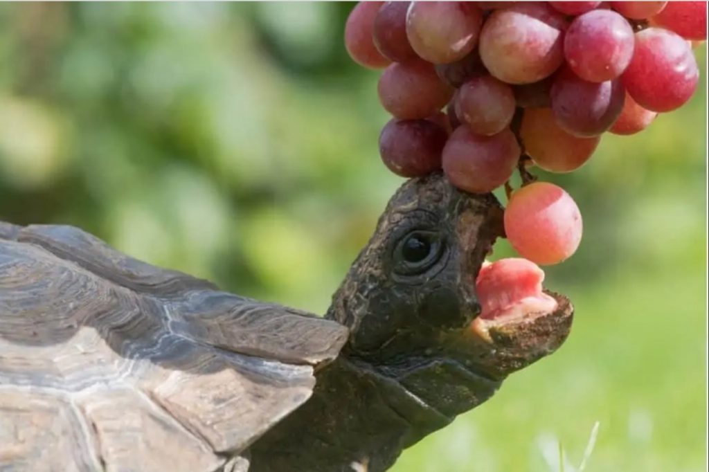 Can turtles eat grapes