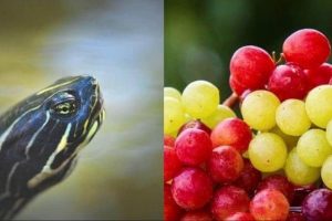 Can Turtles Eat Grapes? Things To Know Before Feeding 1