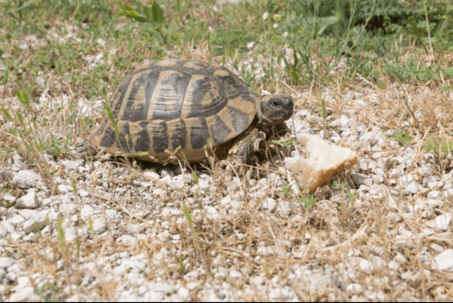 Is It Dangerous For Turtles To Eat Bread