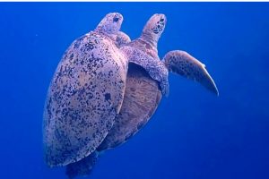 Do turtles lay eggs without Mating? 1