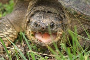 How long can a snapping turtle hold its breath