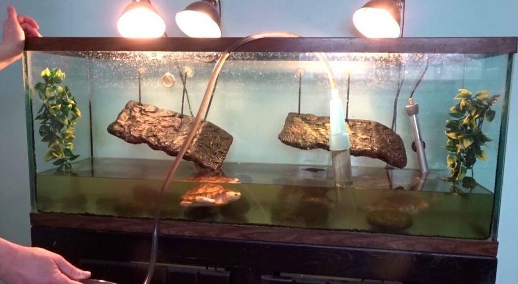 How often should you clean a turtle tank? (Self-cleaning turtle aquarium and more) 2