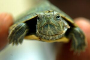 Are Red Eared Slider Turtles Illegal In Ohio? 6