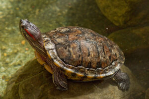 Can You Play With Red Eared Slider Turtles? 4