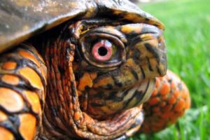 Do Box Turtles Carry Diseases? 2