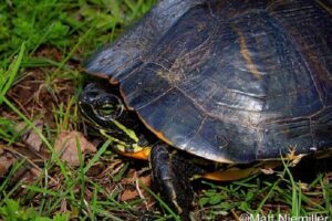 Are Red Eared Slider Turtles Native To Tennessee? 6