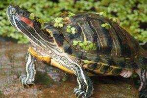 Are Red Eared Slider Turtles Dangerous? 4