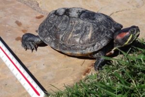 Is The Red Ear Slider Snapping Turtle Endangered? 5