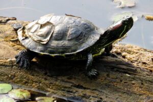 Do Red Ear Slider Turtle Live In Ohio? 7