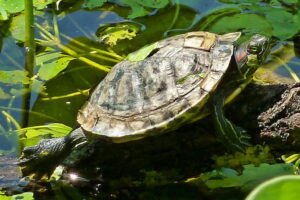 Why Is My Red Ear Slider Turtle Shedding? 5