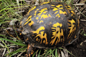 How Far Do Box Turtles Roam? 1